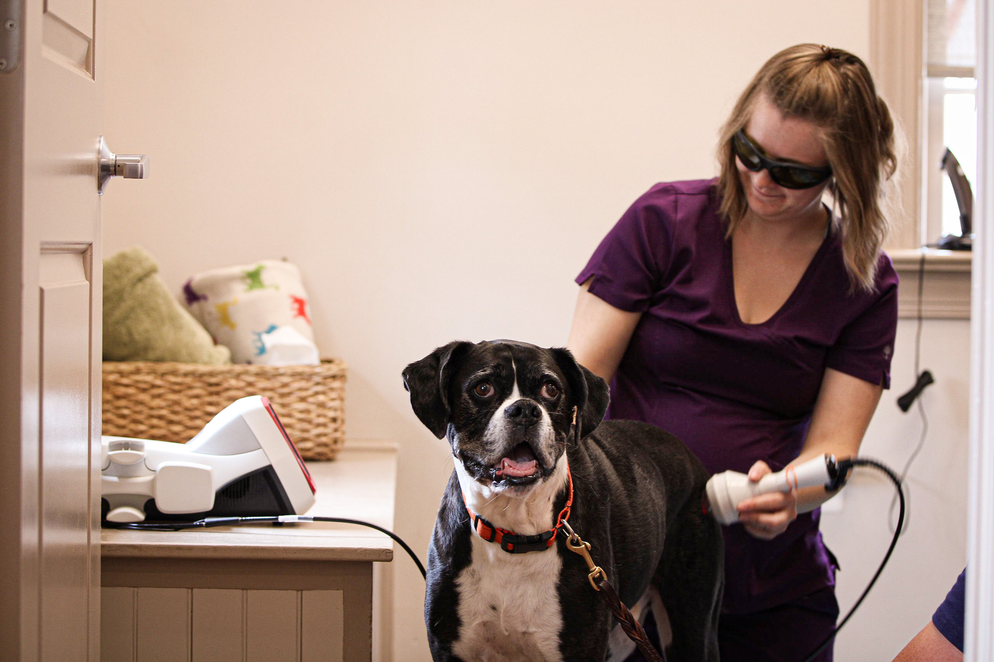 Laser treatment store for dogs cost