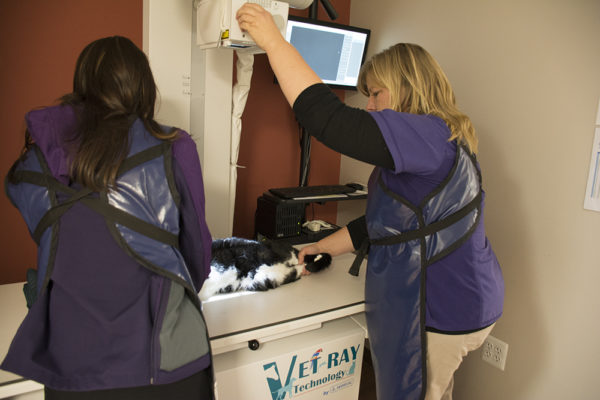 taking an x-ray of Bruce