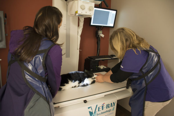 x-ray on cat