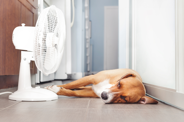 image for Heat Stroke in Pets